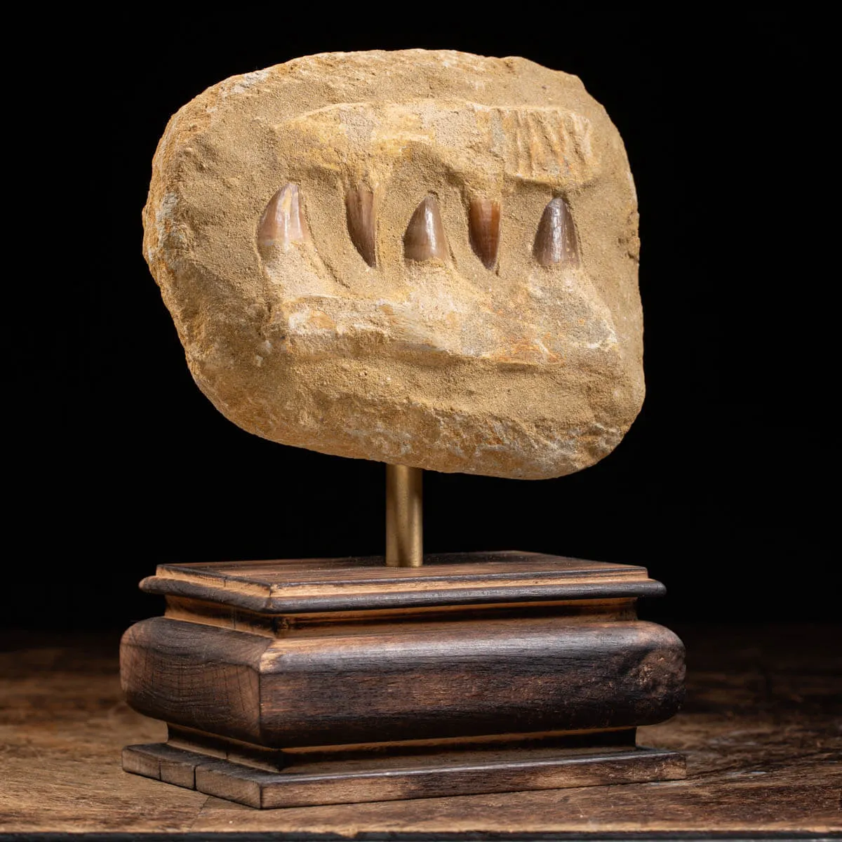 Mascella Mosasaurus montato su base decorativa