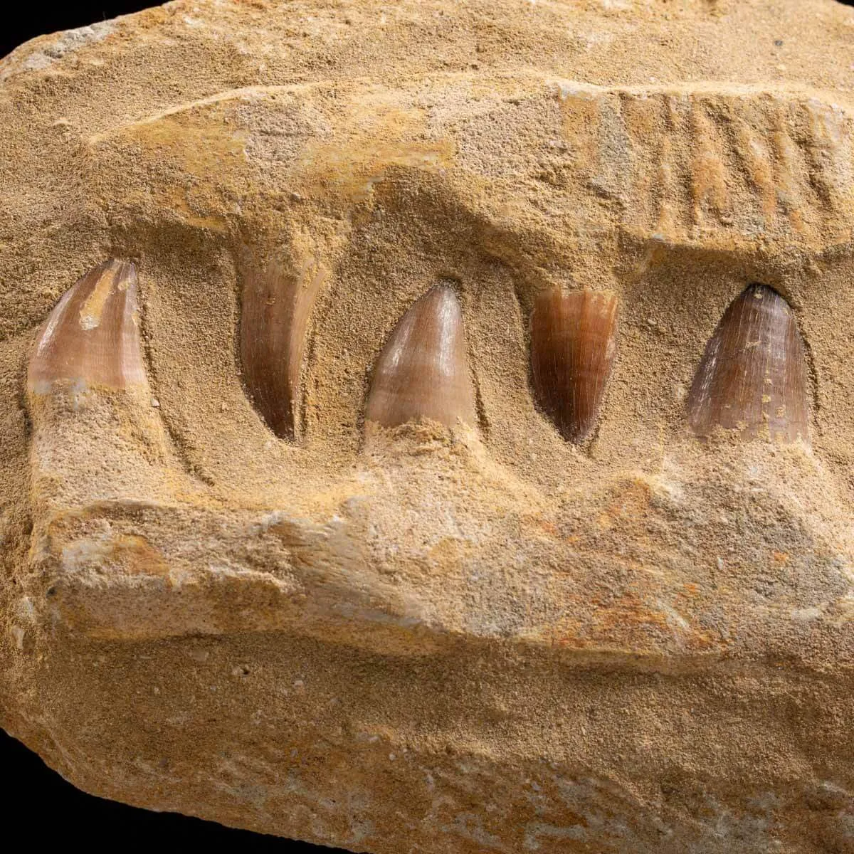 Mascella Mosasaurus montato su base decorativa