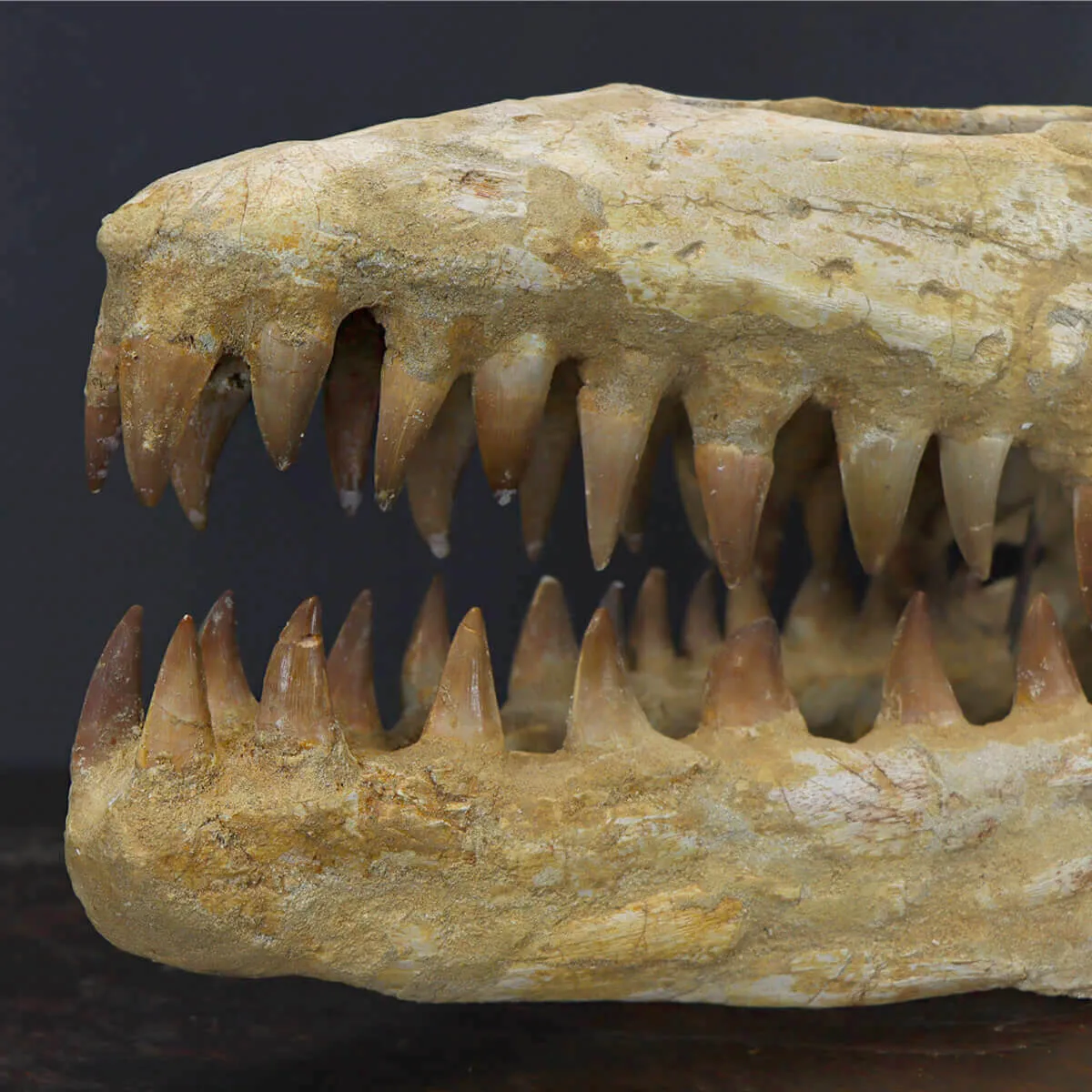 Cranio Fossile Mosasaurus