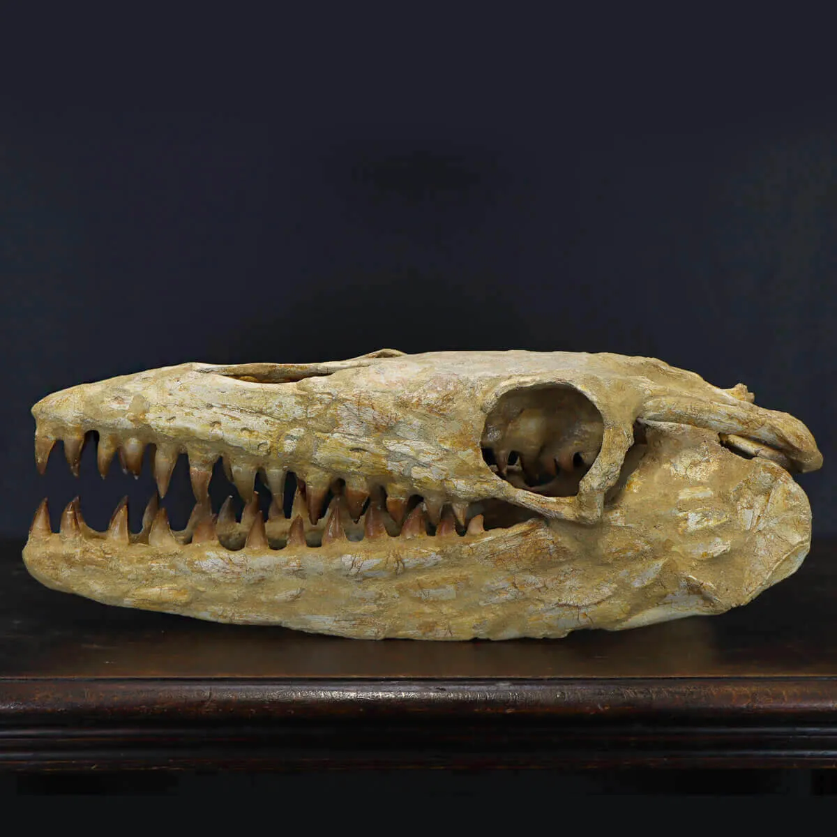 Cranio Fossile Mosasaurus