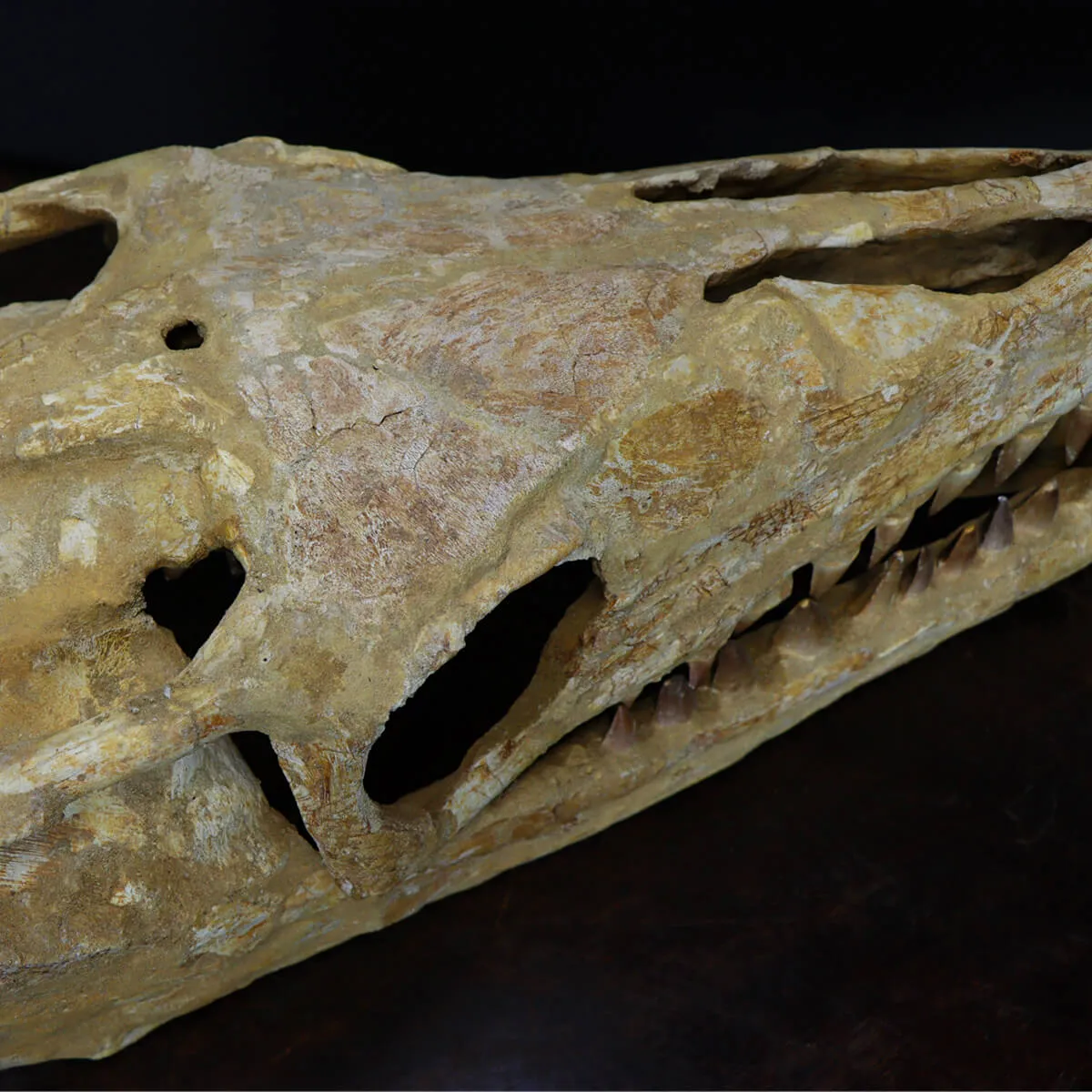 Cranio Fossile Mosasaurus