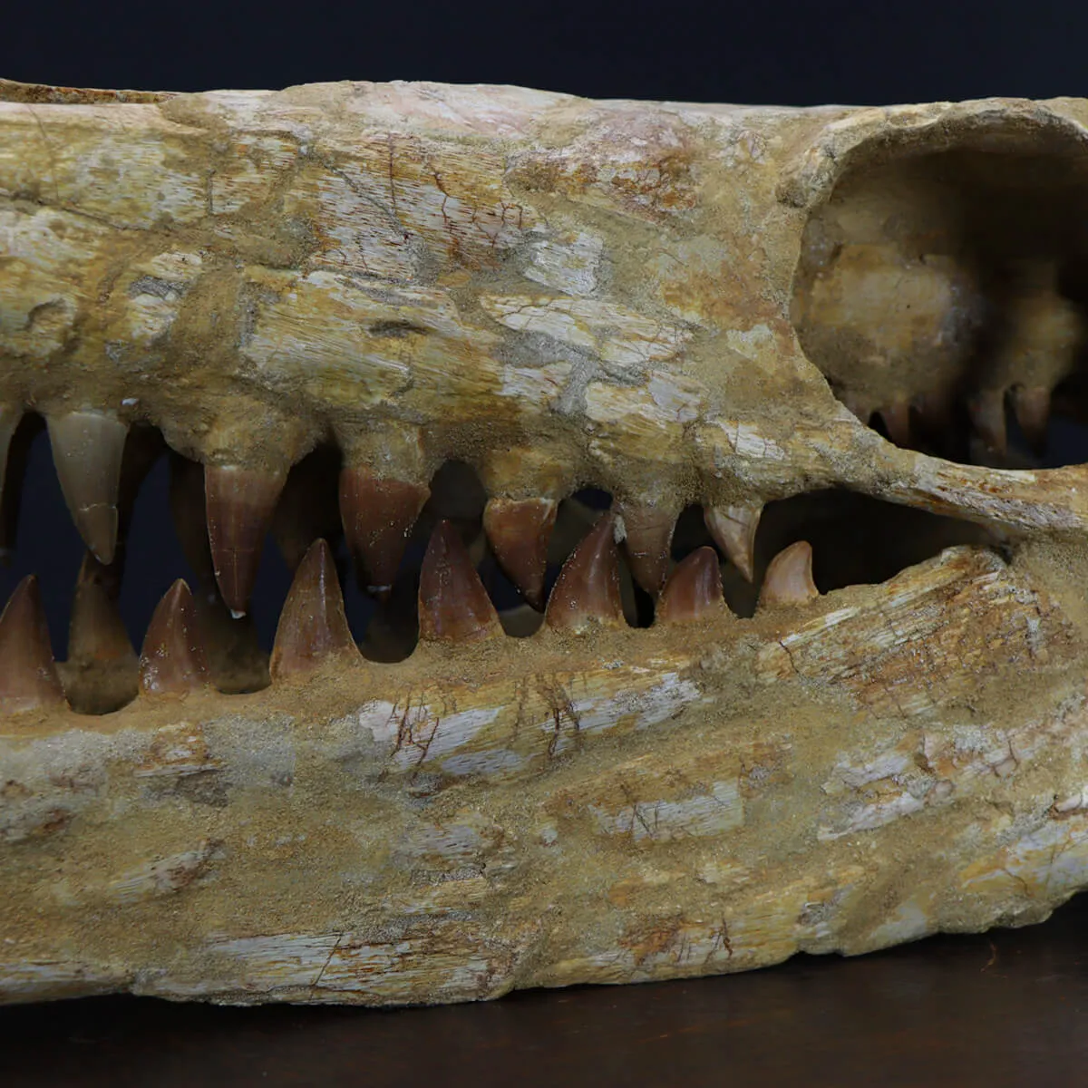 Cranio Fossile Mosasaurus