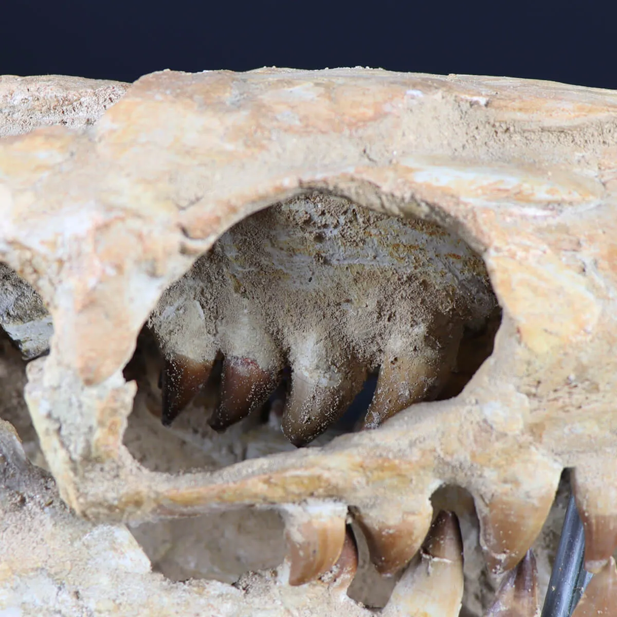 Cranio Fossile Mosasaurus