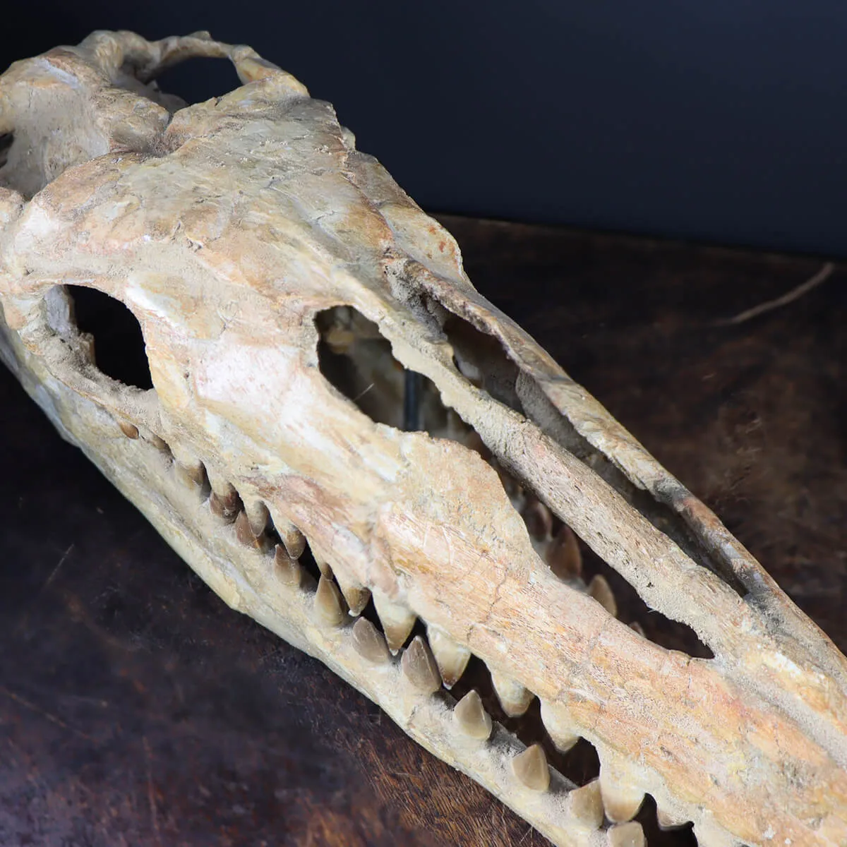 Cranio Fossile Mosasaurus