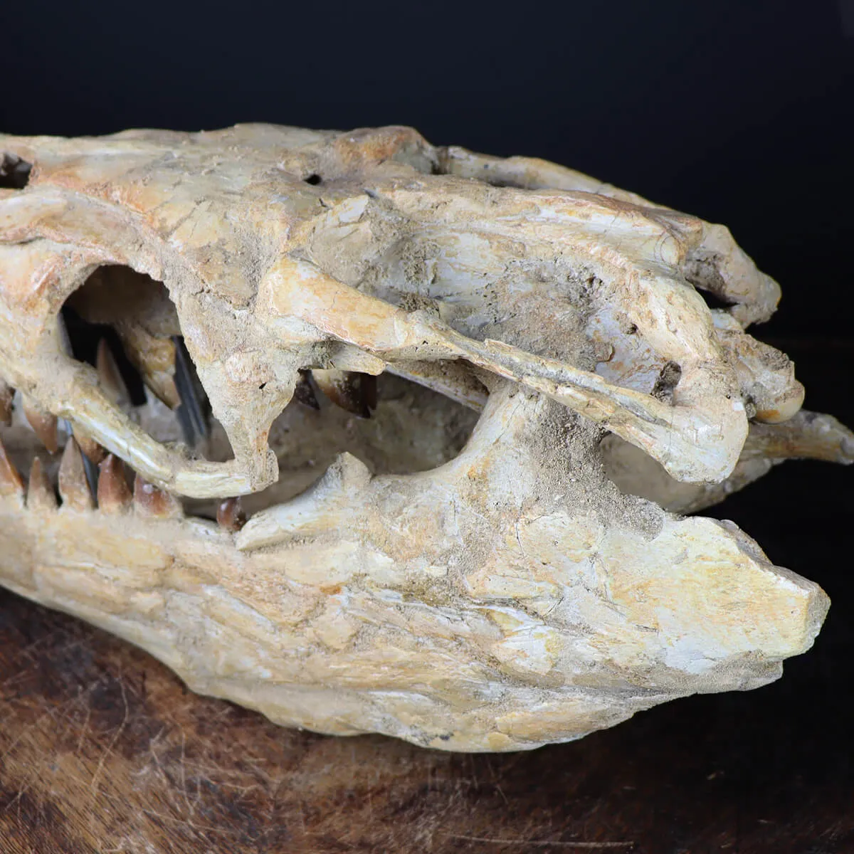 Cranio Fossile Mosasaurus