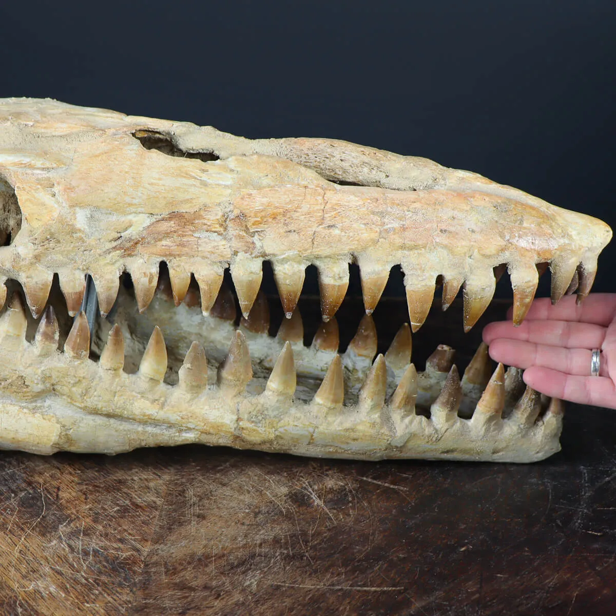 Cranio Fossile Mosasaurus