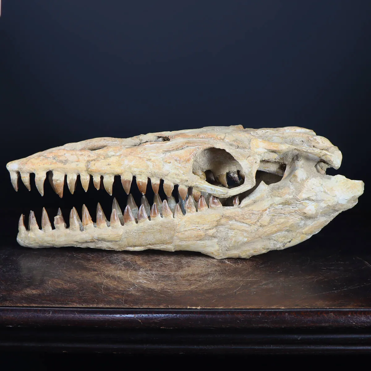 Cranio Fossile Mosasaurus