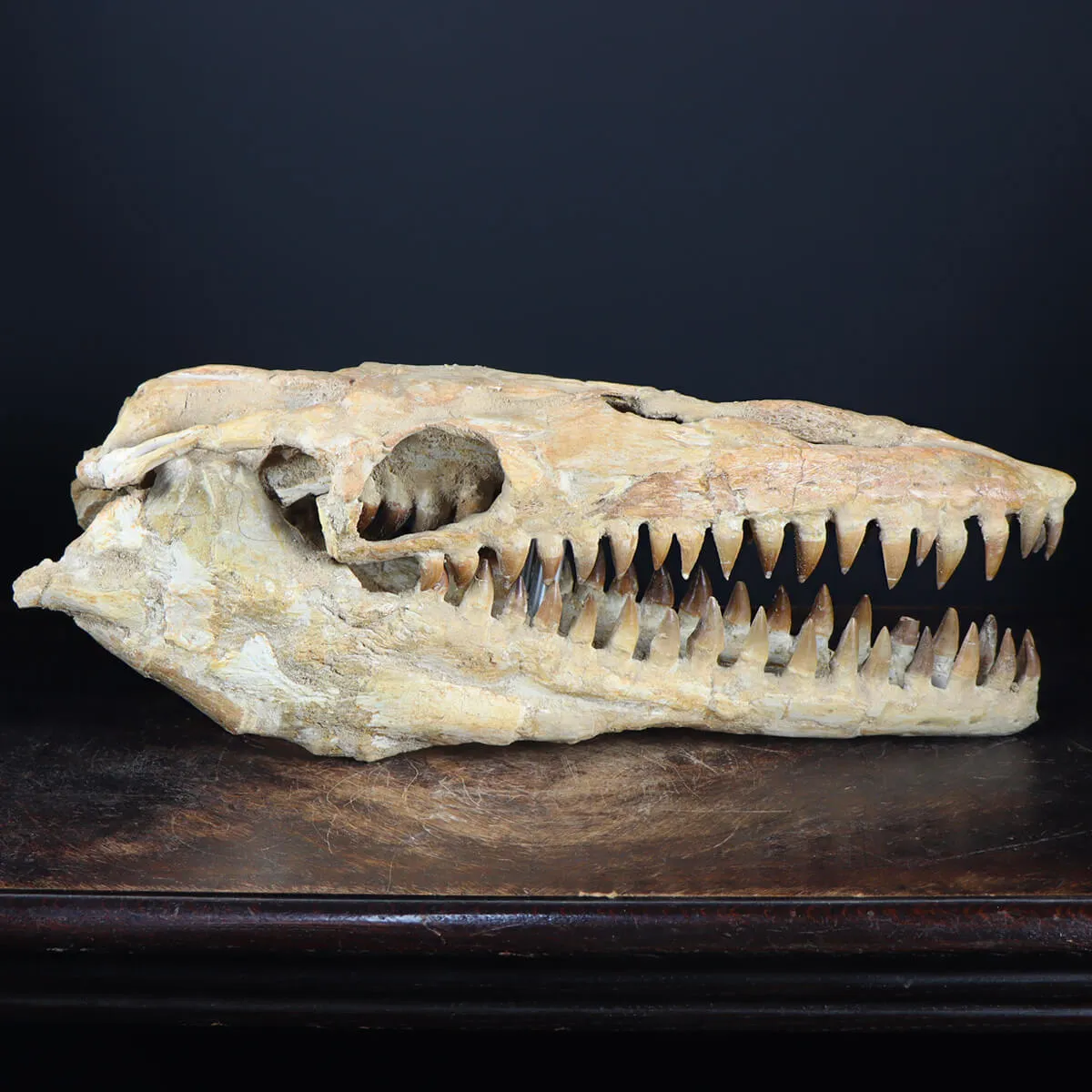 Cranio Fossile Mosasaurus