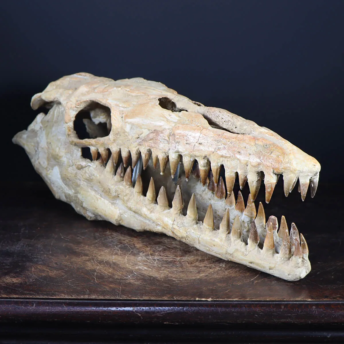 Cranio Fossile Mosasaurus