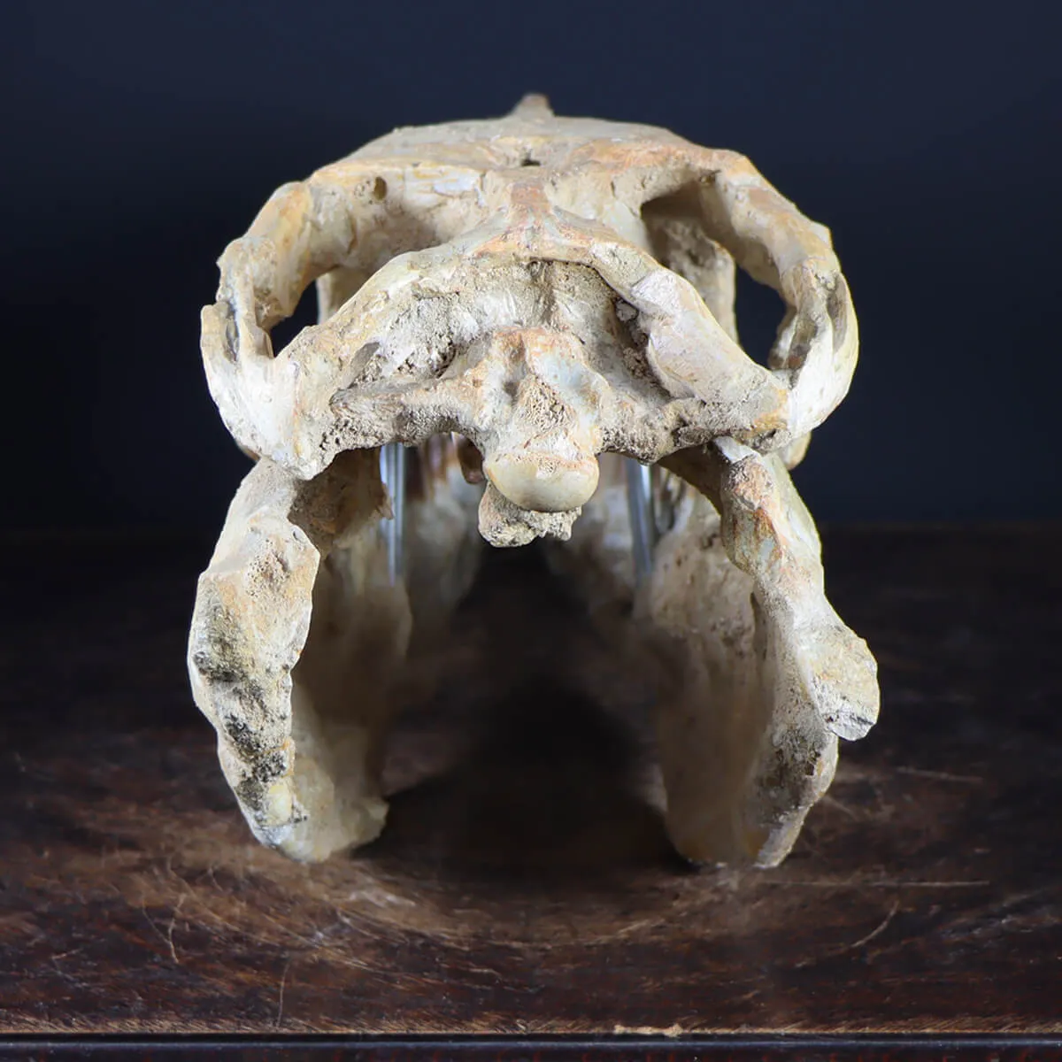 Cranio Fossile Mosasaurus