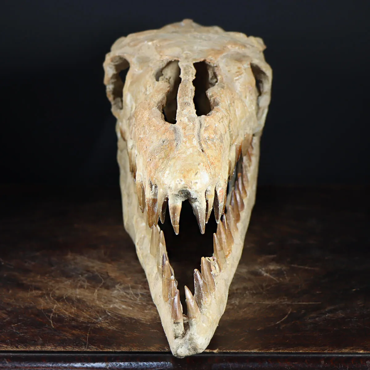 Cranio Fossile Mosasaurus