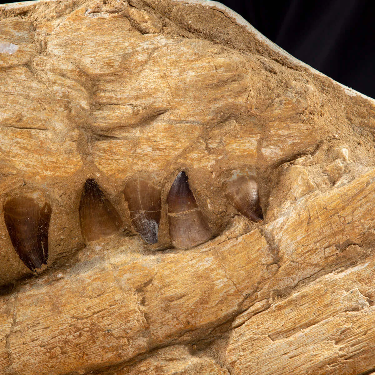 Mascella Mosasaurus