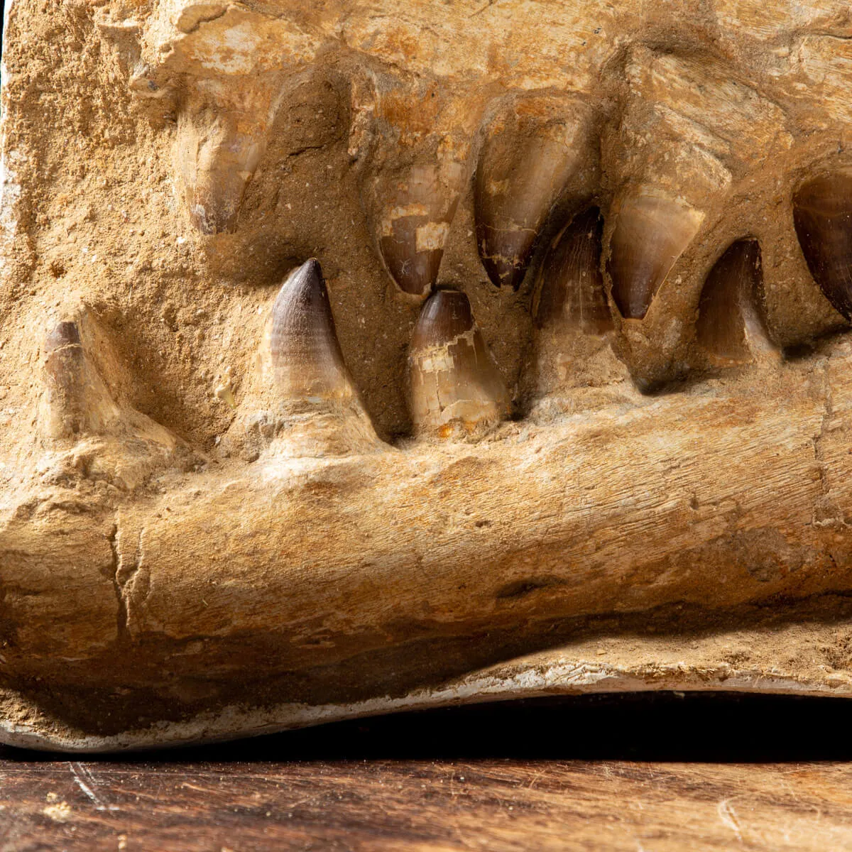 Mascella Mosasaurus