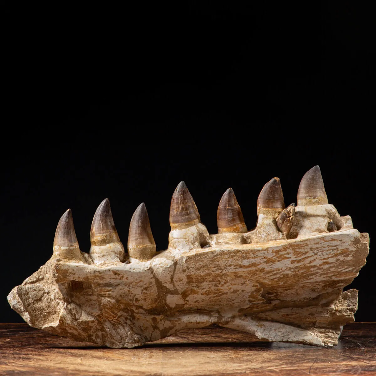 Mascella Mosasaurus