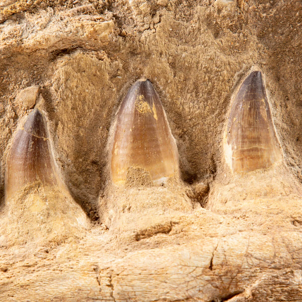 Mascella Mosasaurus
