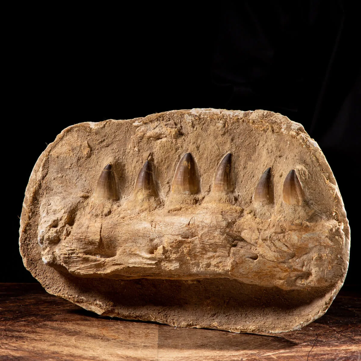 Mascella Mosasaurus