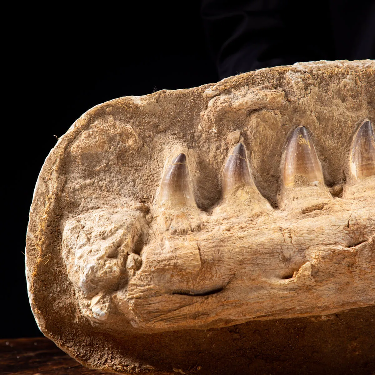 Mascella Mosasaurus