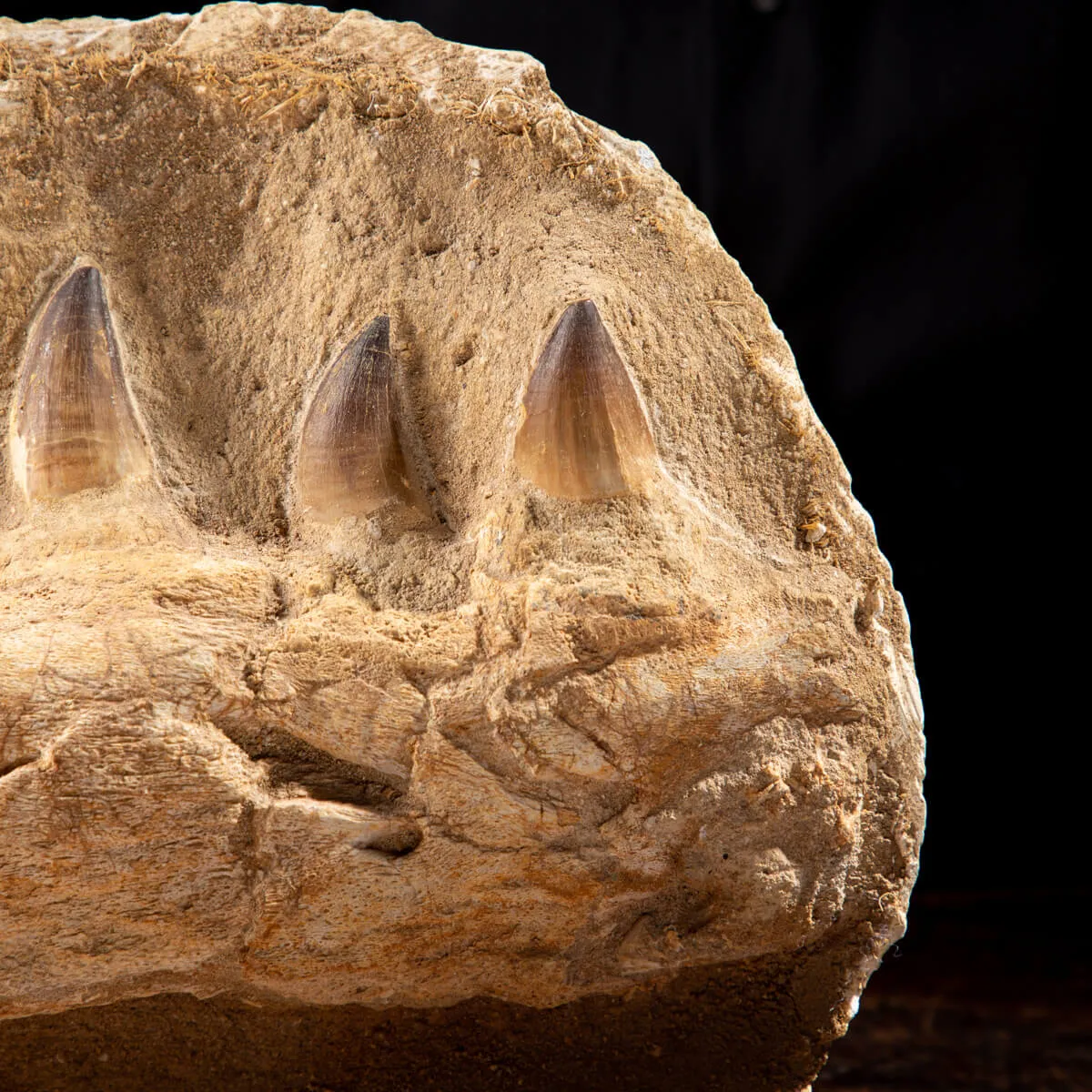 Mascella Mosasaurus