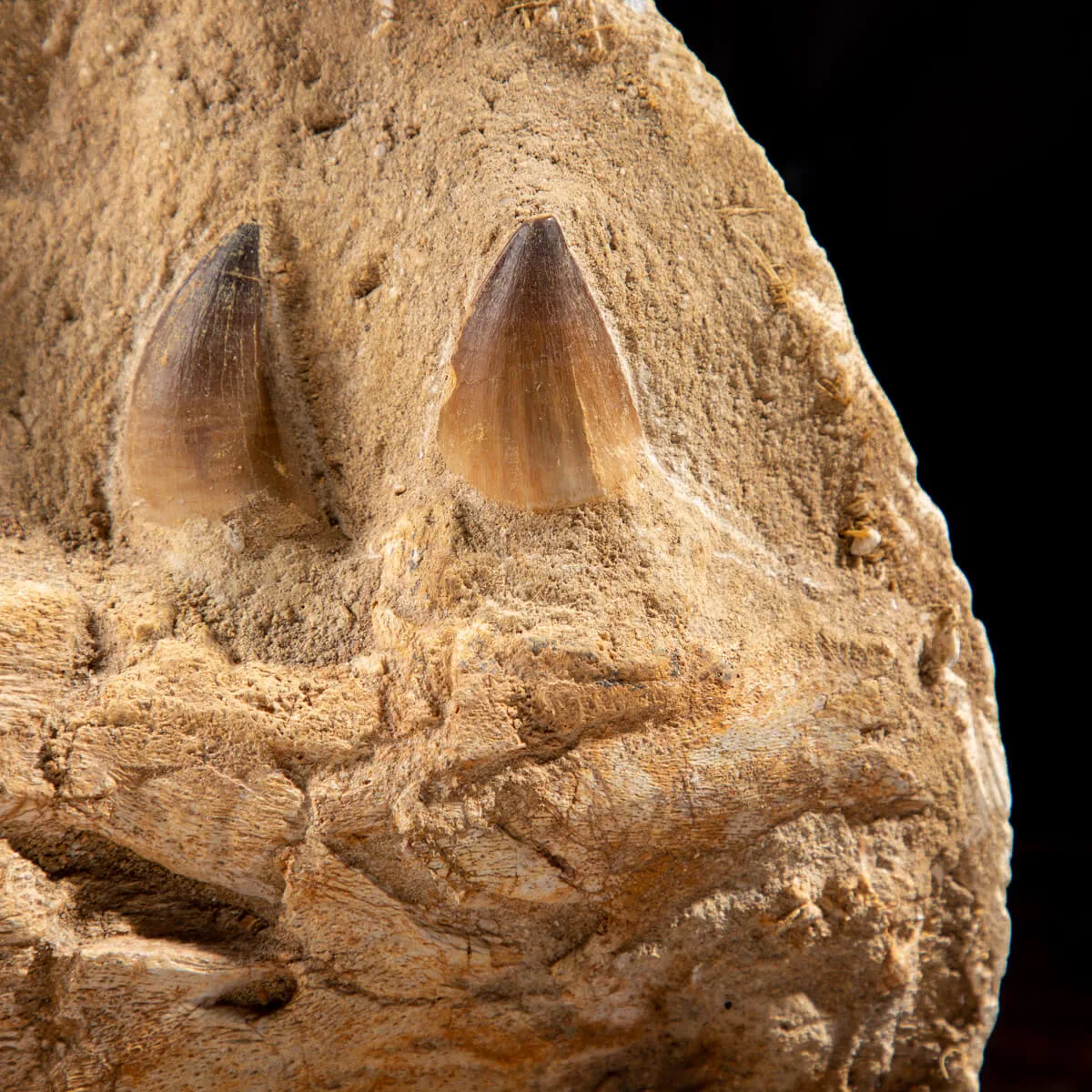 Mascella Mosasaurus