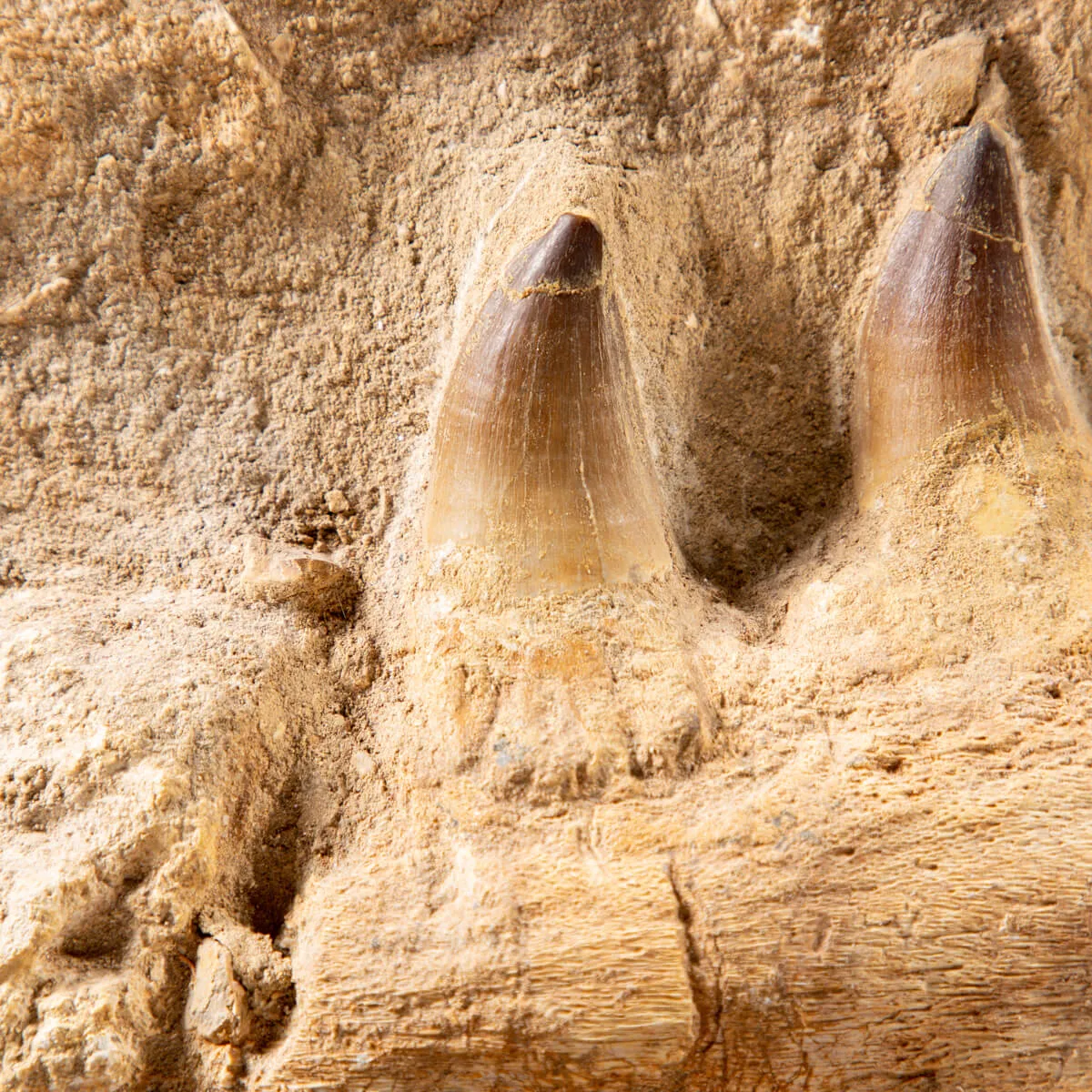 Mascella Mosasaurus