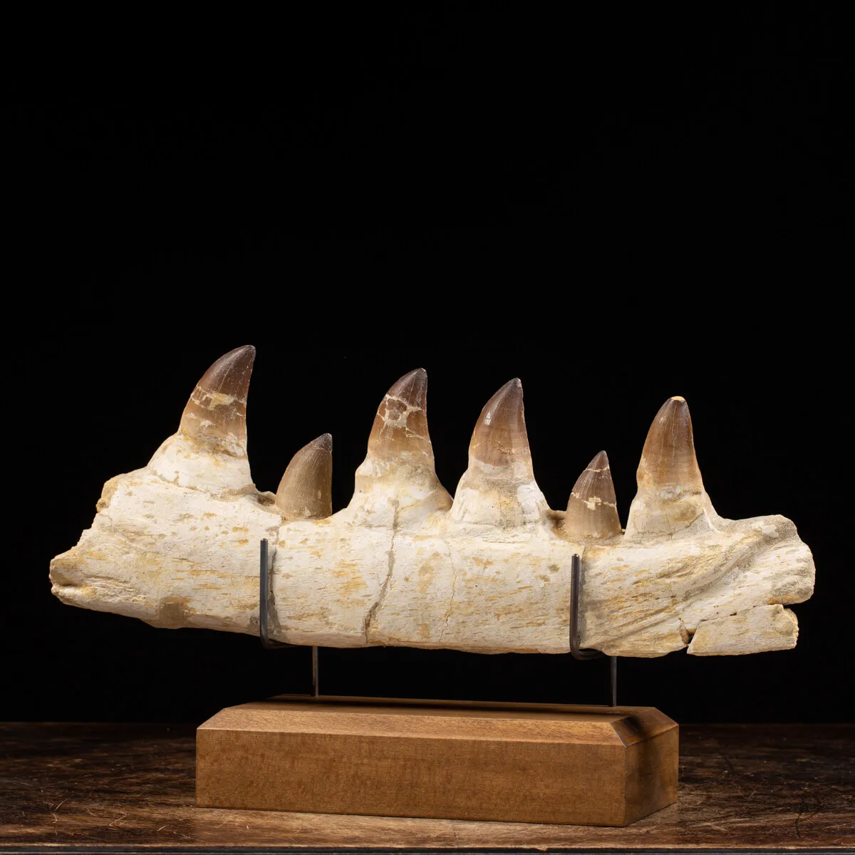 Mascella Mosasaurus su piedistallo
