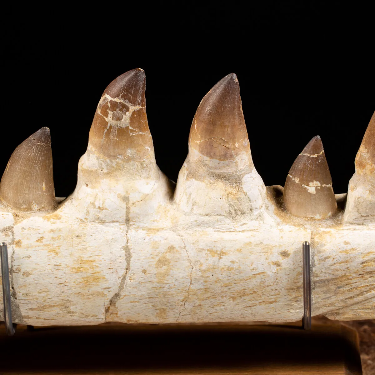Mascella Mosasaurus su piedistallo