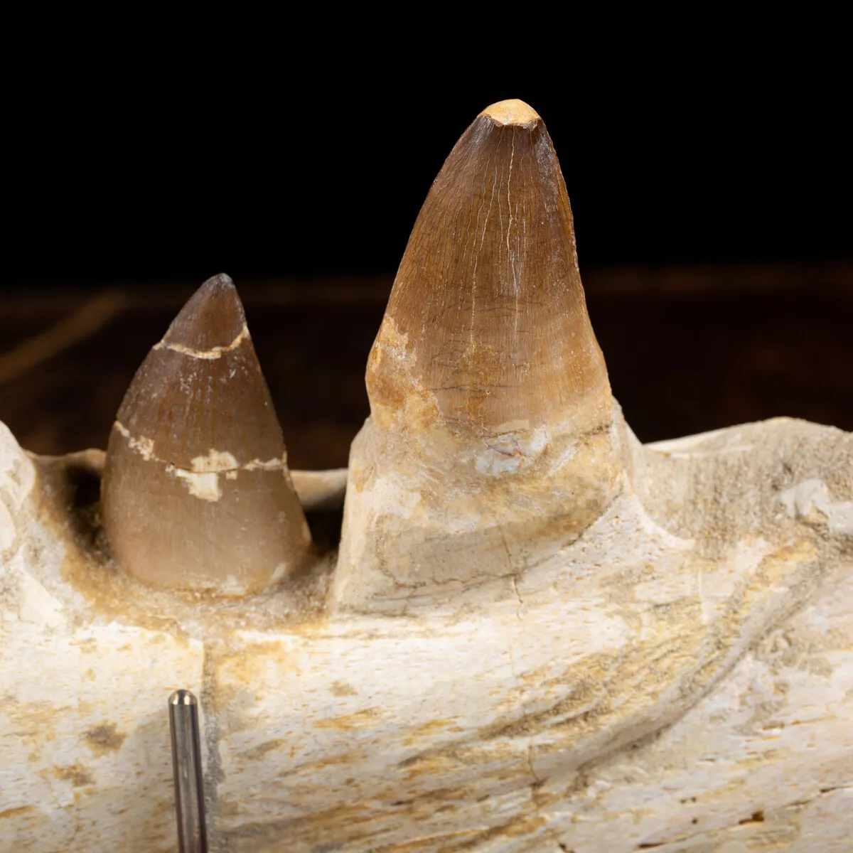 Mascella Mosasaurus su piedistallo