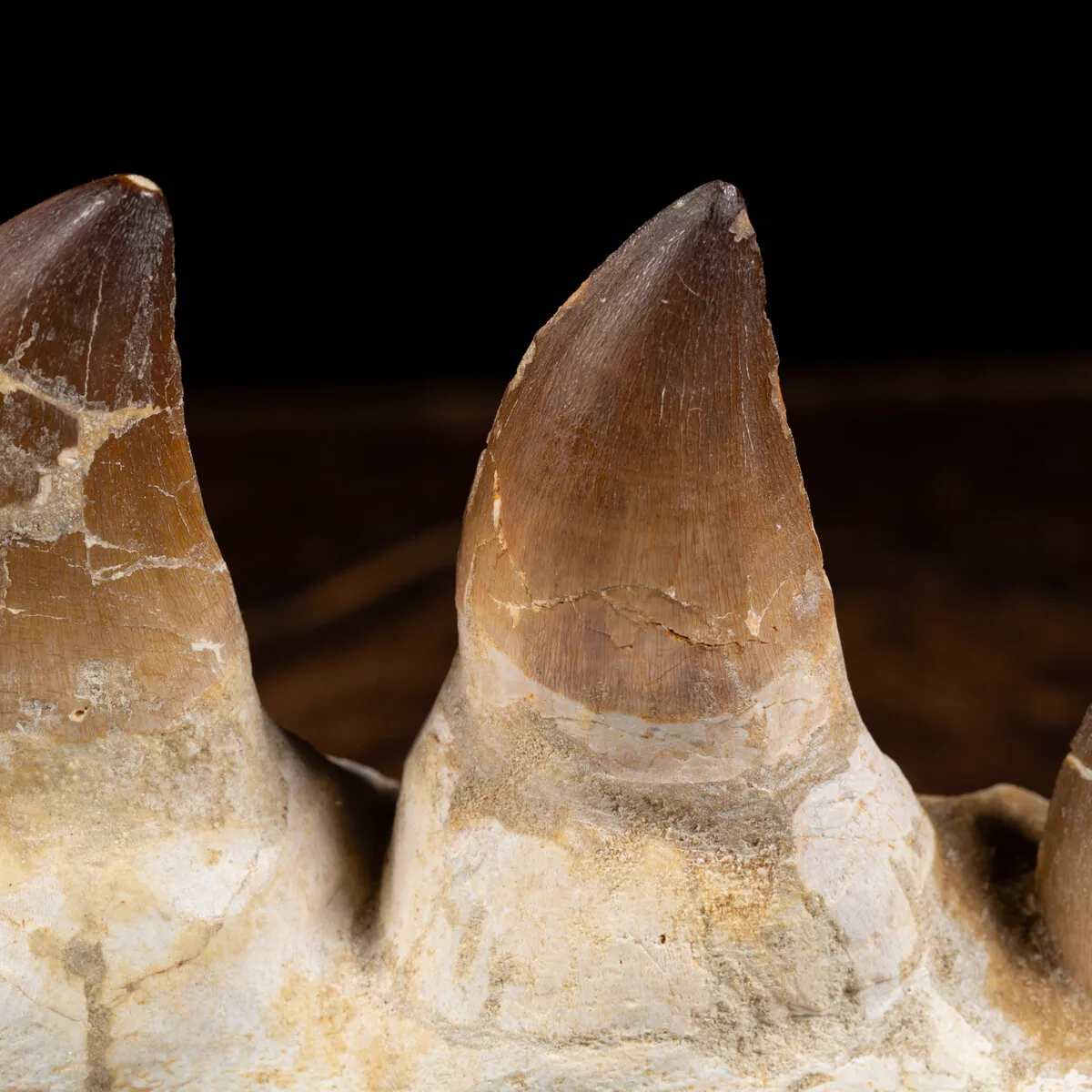Mascella Mosasaurus su piedistallo