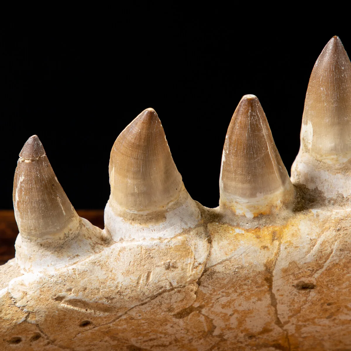 Mascella Mosasaurus