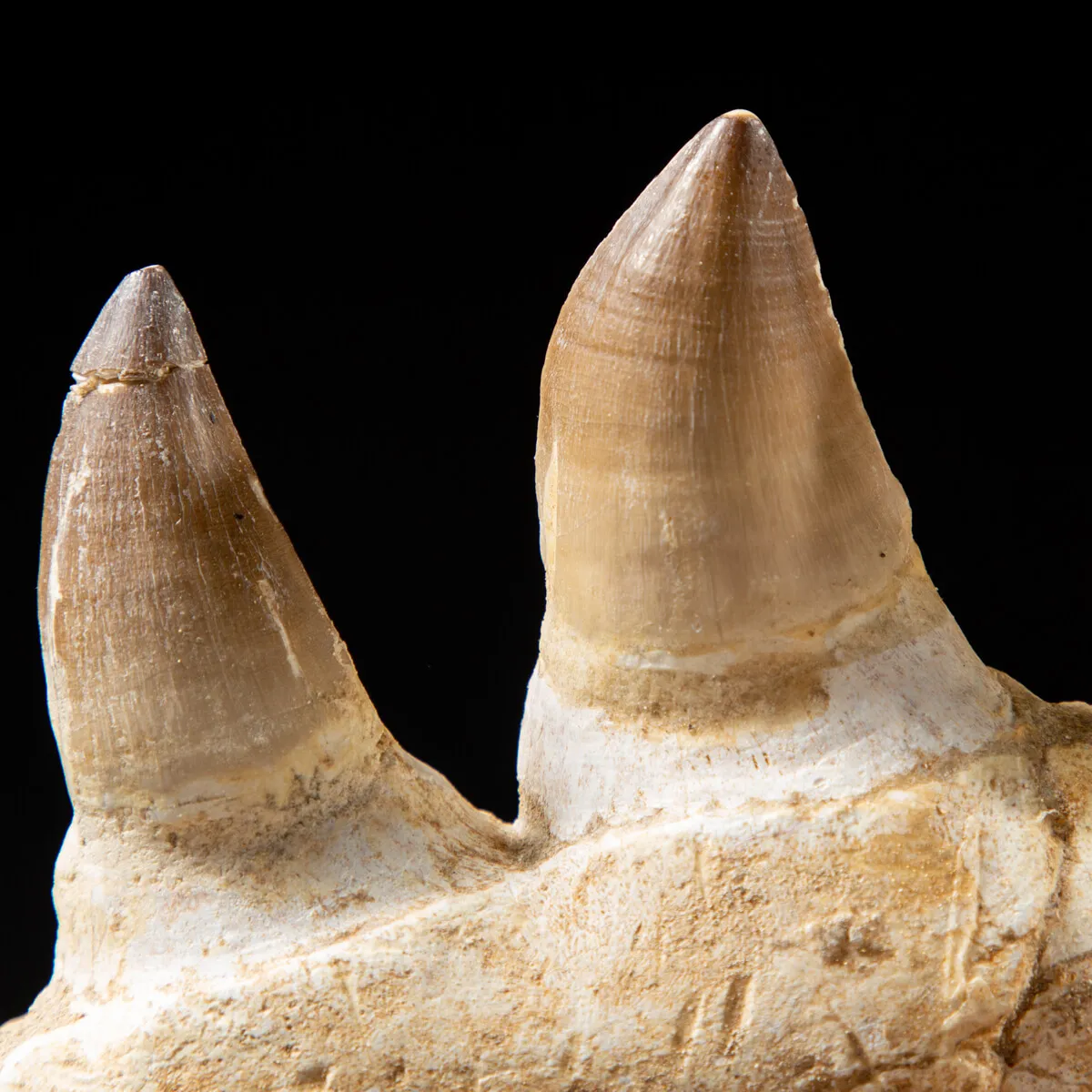 Mascella Mosasaurus