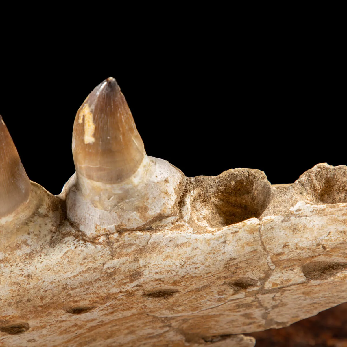 Mascella Mosasaurus