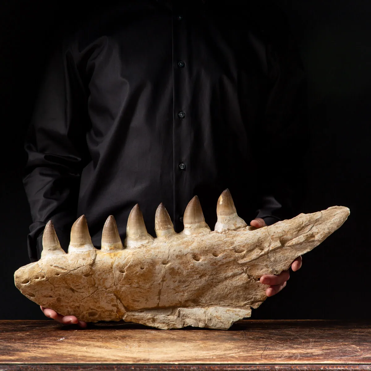 Mascella Mosasaurus