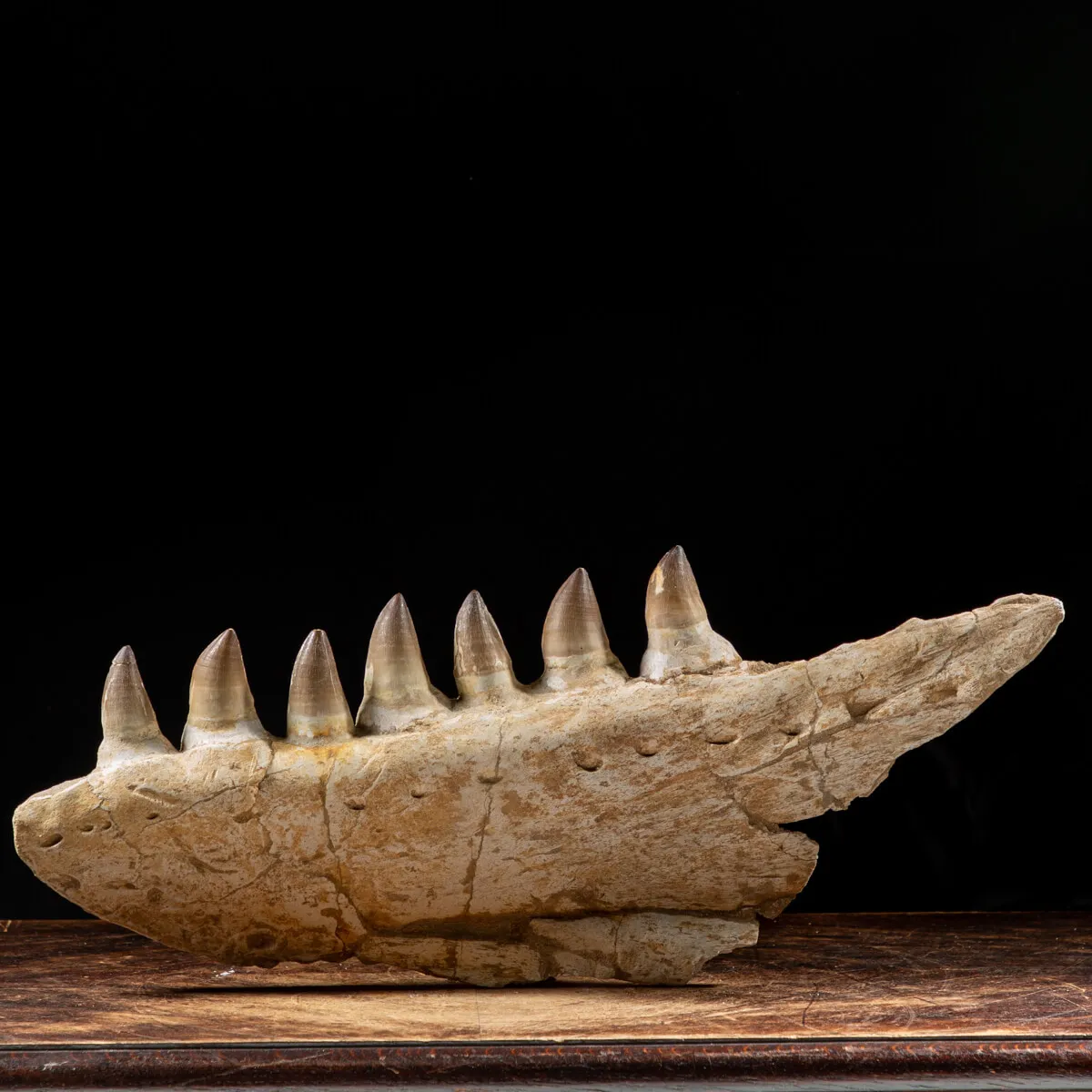 Mascella Mosasaurus