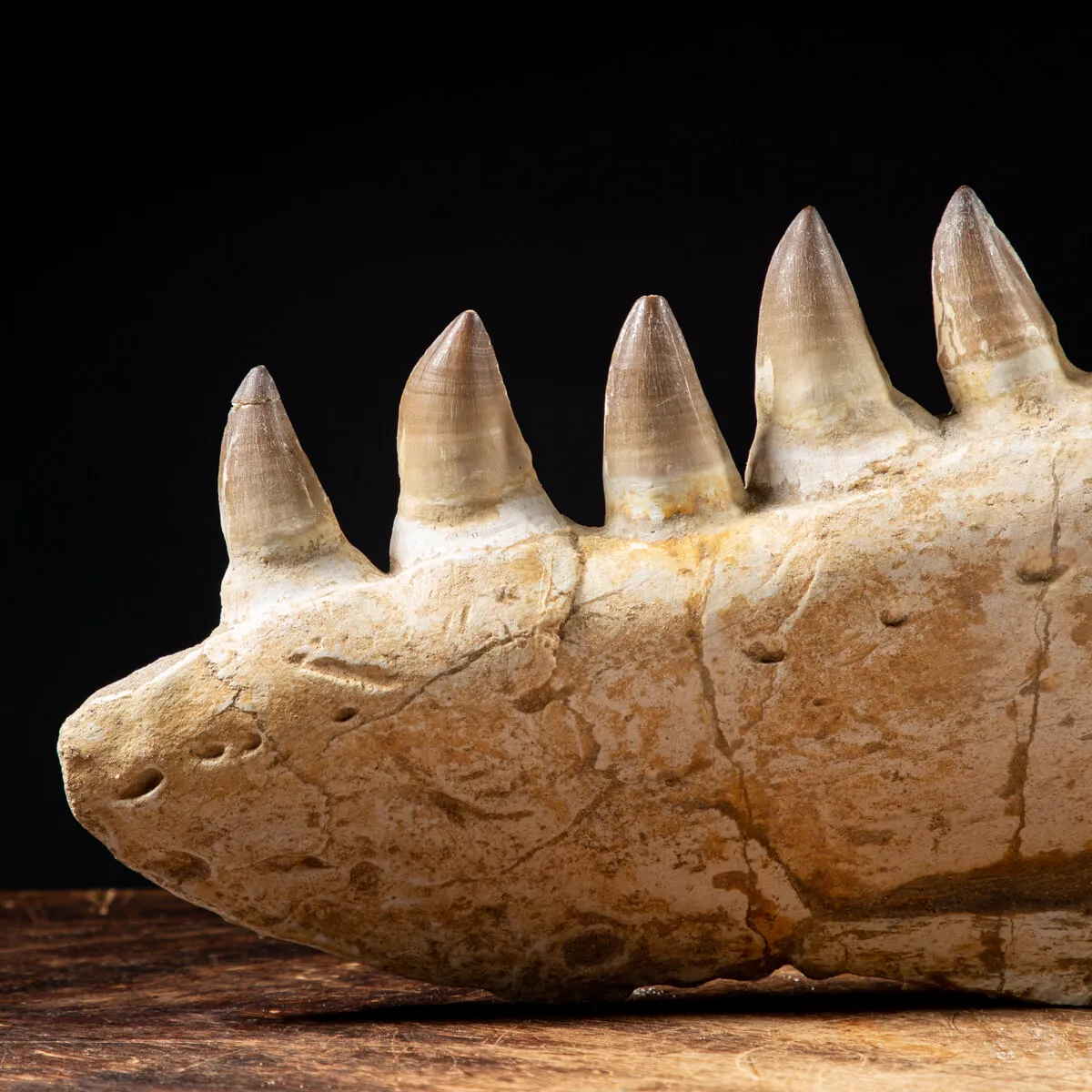 Mascella Mosasaurus