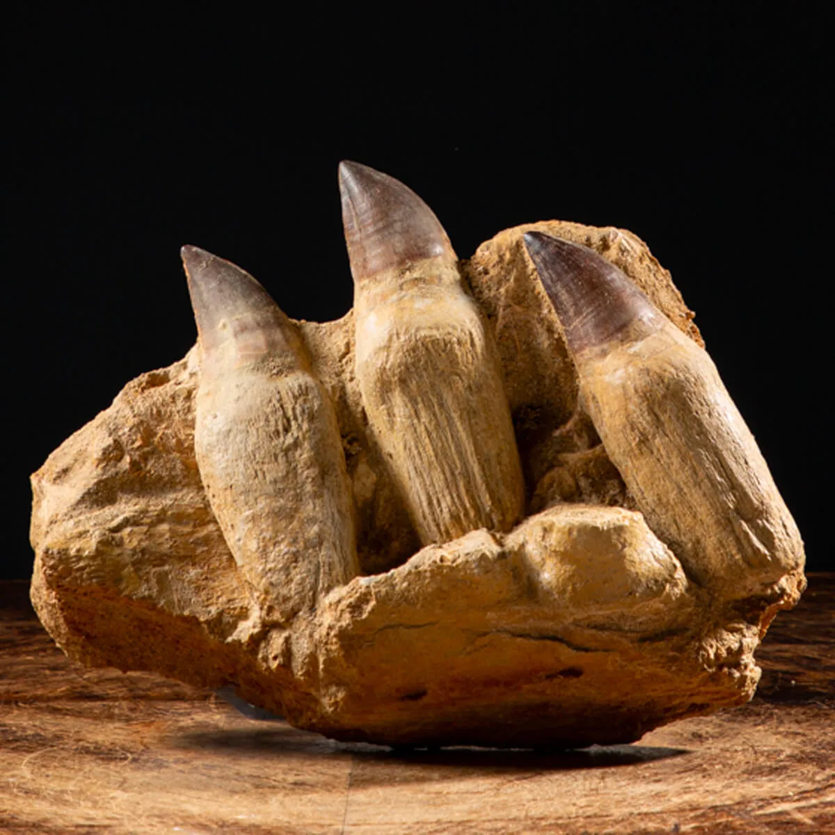 Denti Mosasaurus