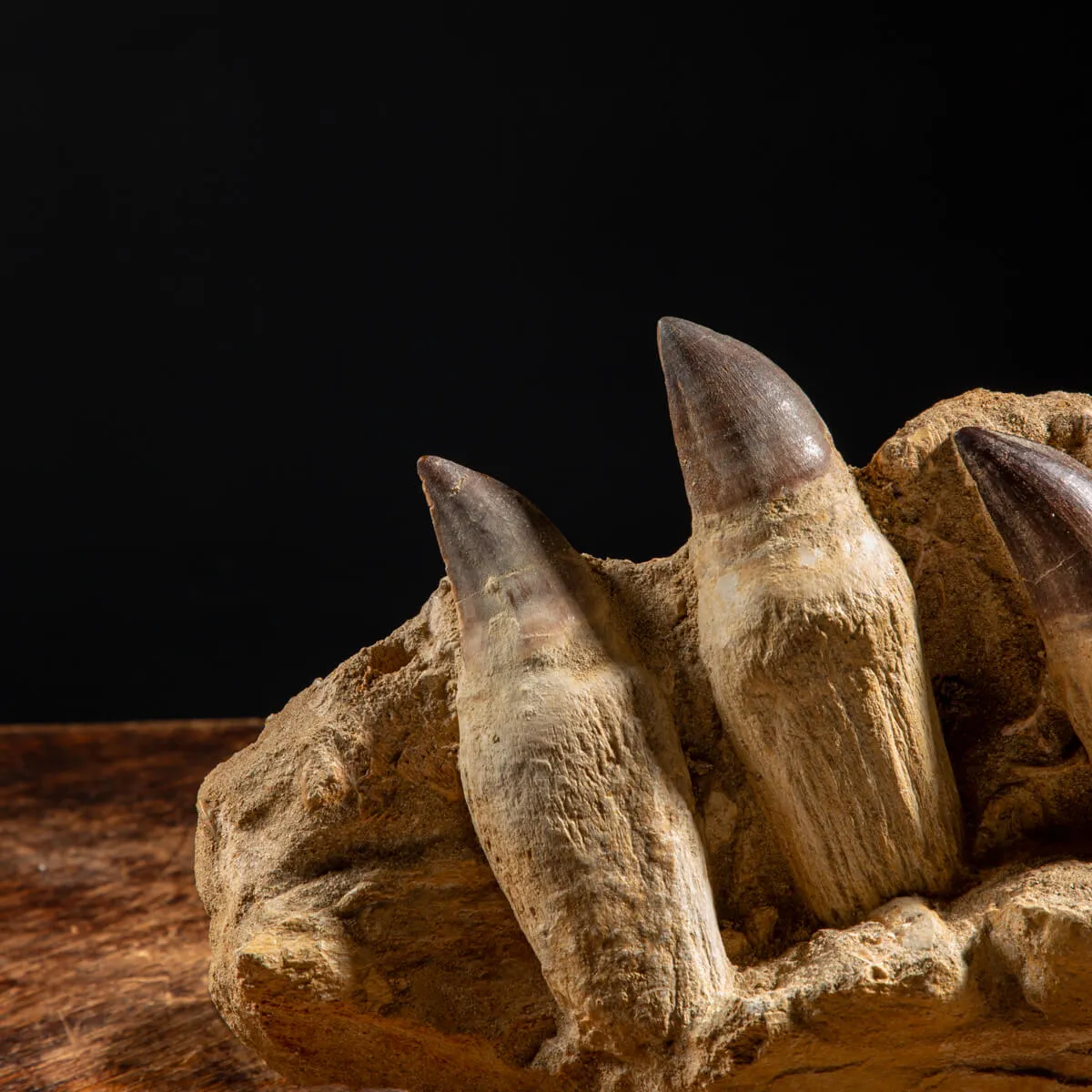 Denti Mosasaurus