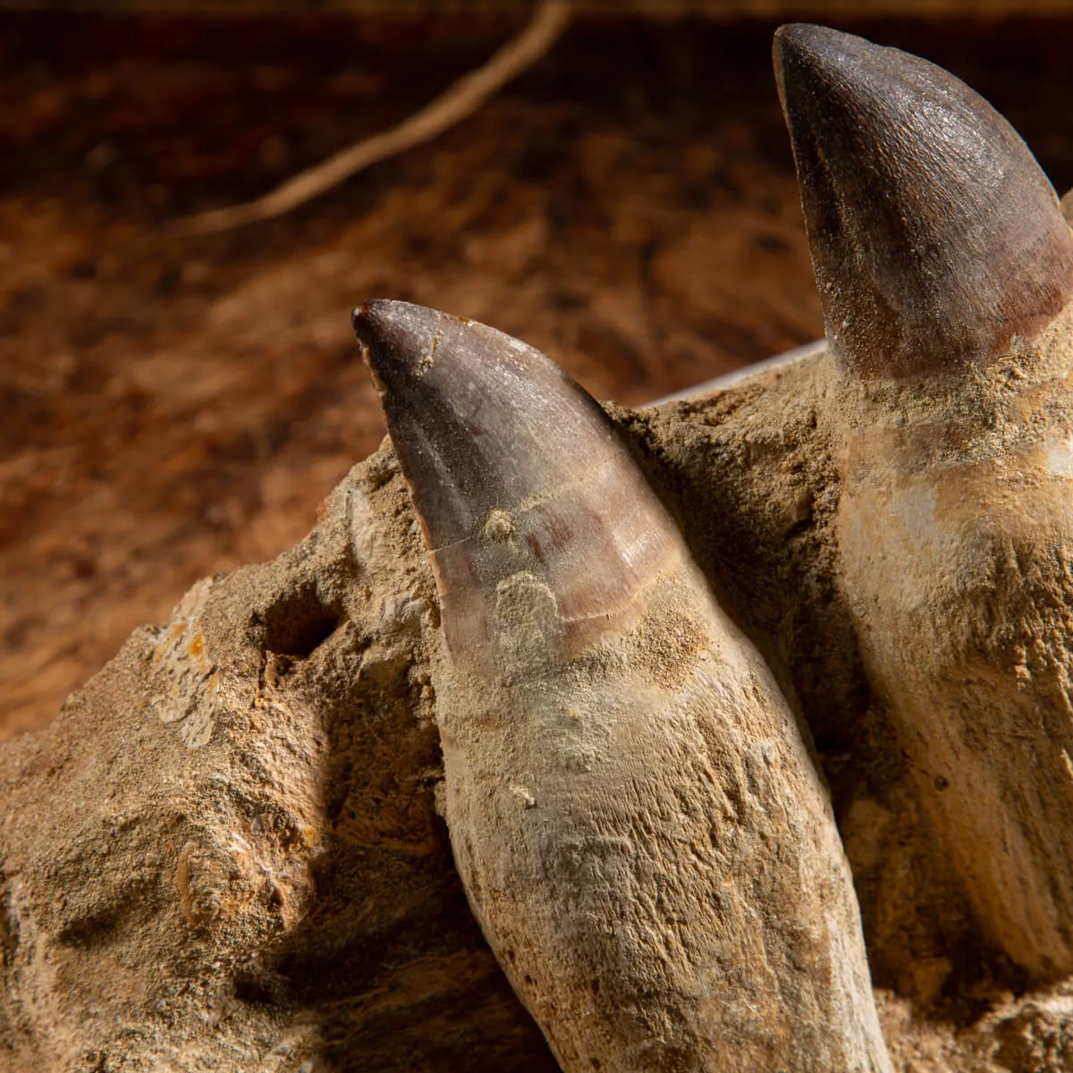 Denti Mosasaurus
