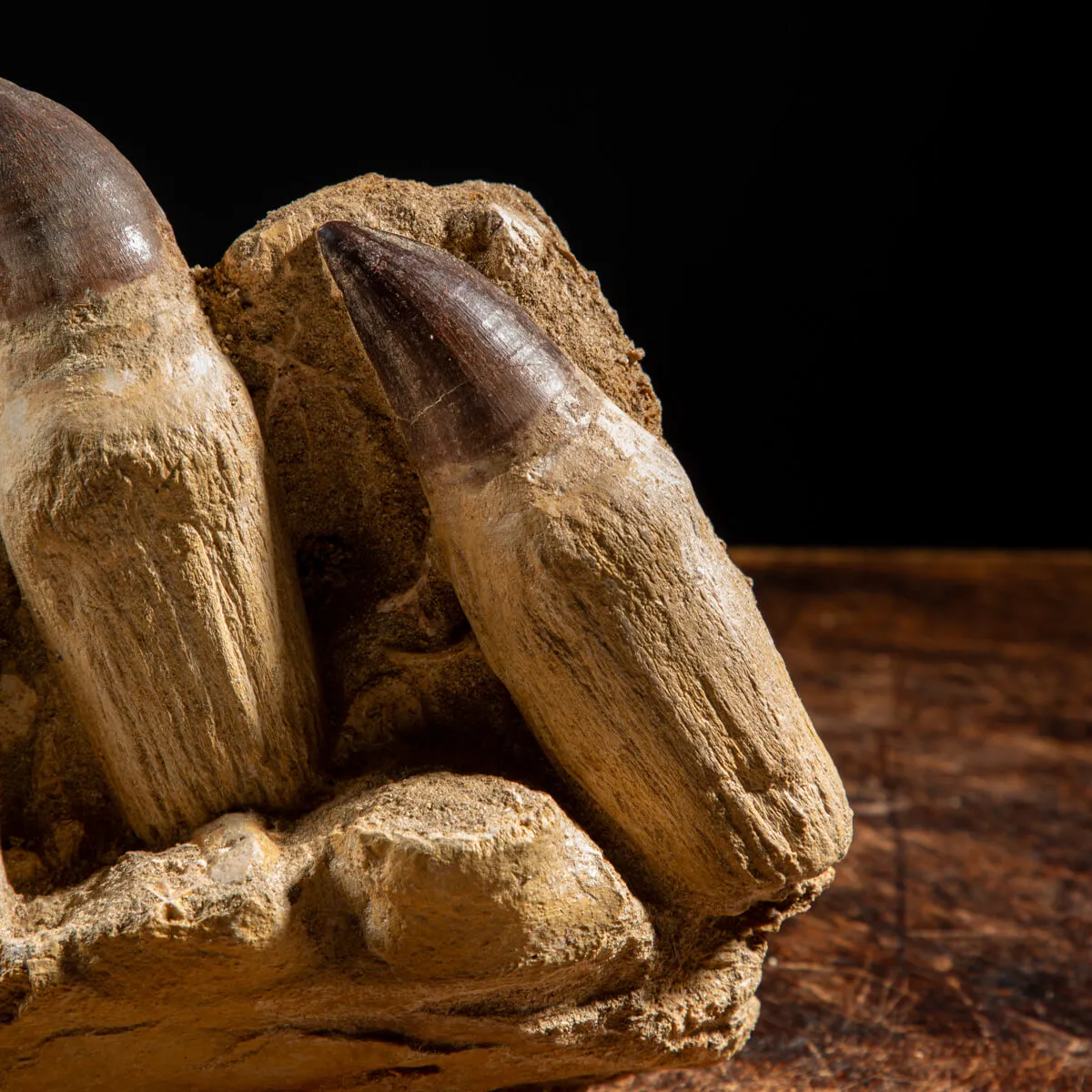 Denti Mosasaurus