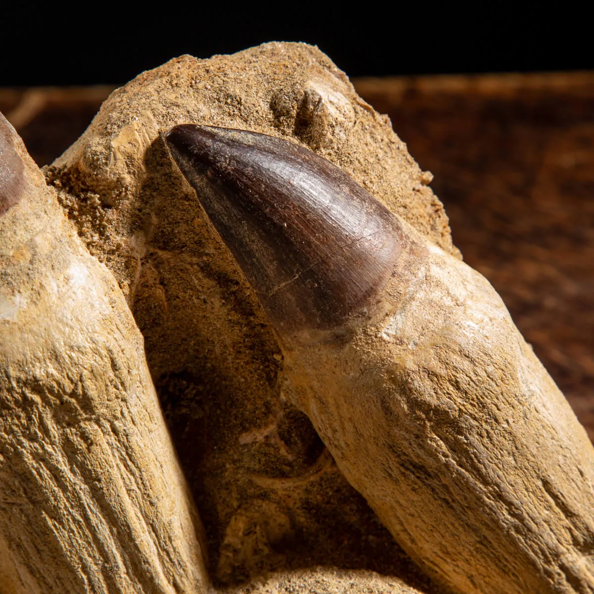 Denti Mosasaurus