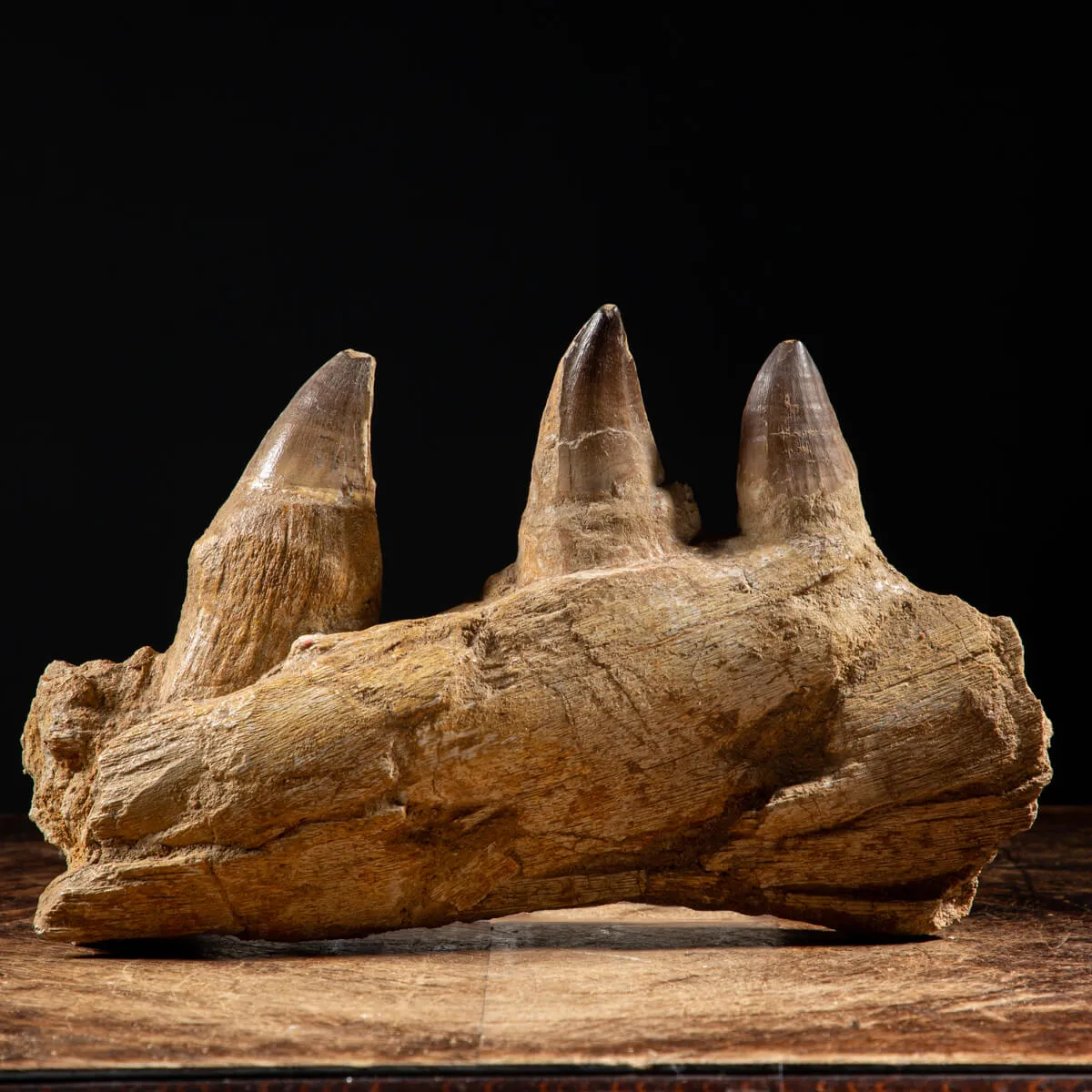Denti Mosasaurus