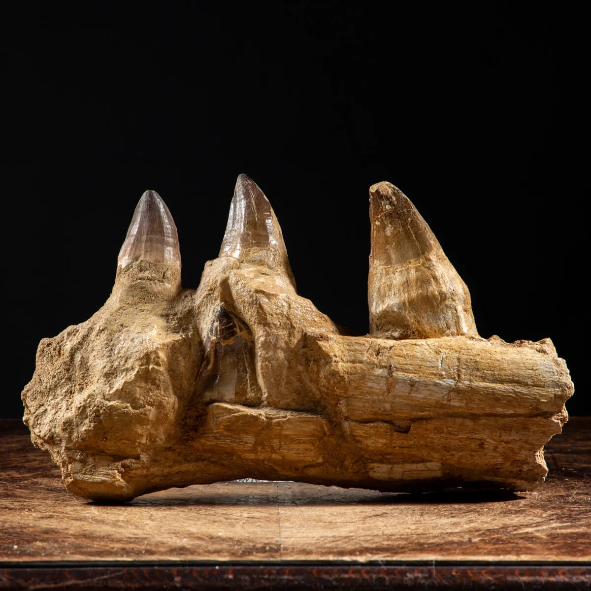 Denti Mosasaurus