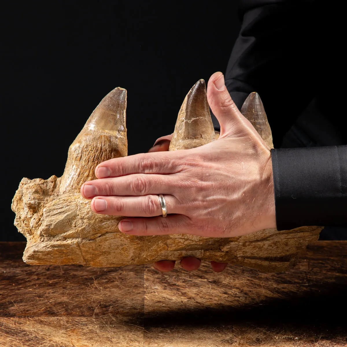 Denti Mosasaurus