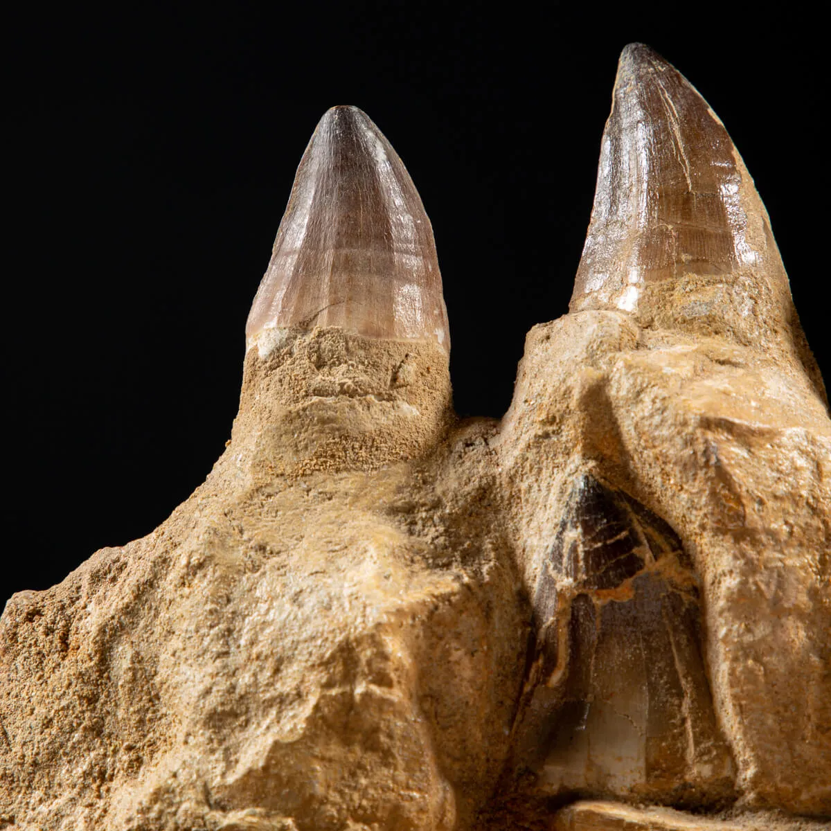 Denti Mosasaurus