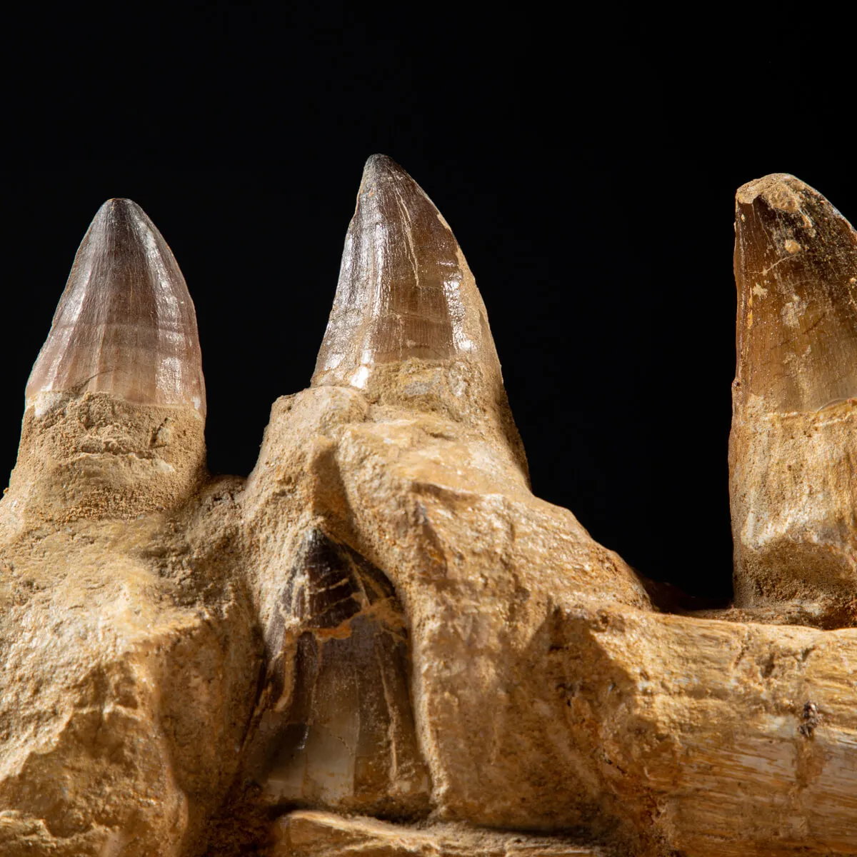 Denti Mosasaurus