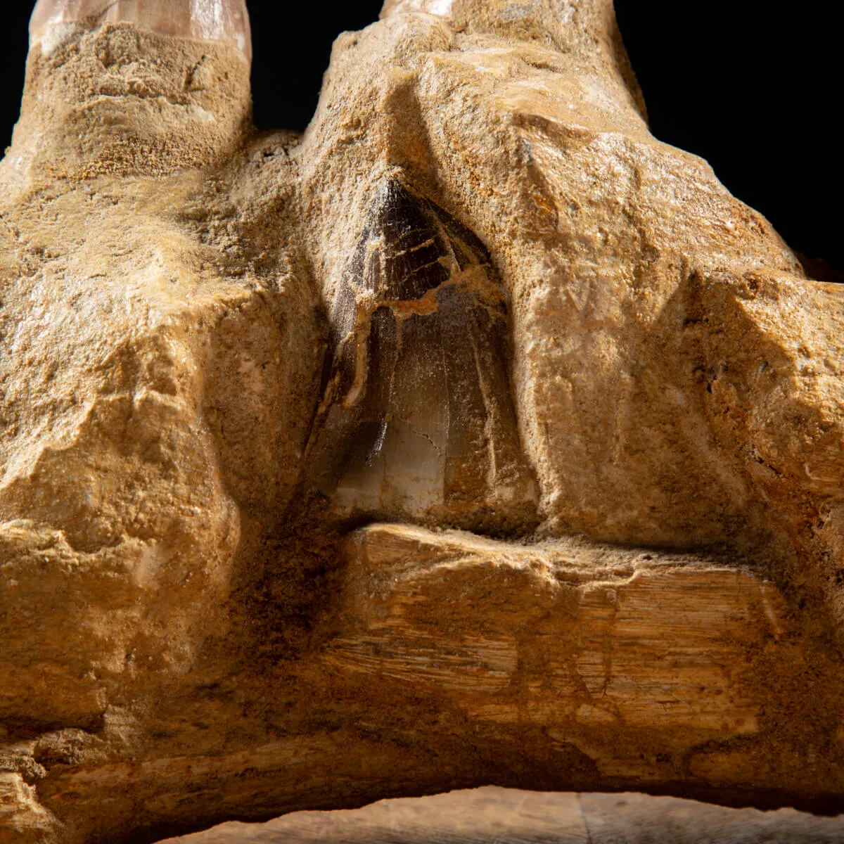 Denti Mosasaurus