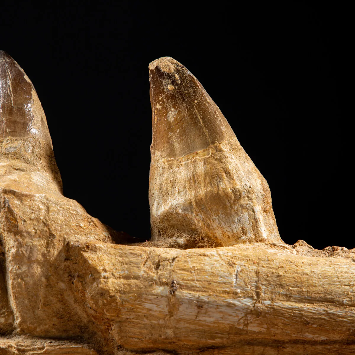 Denti Mosasaurus