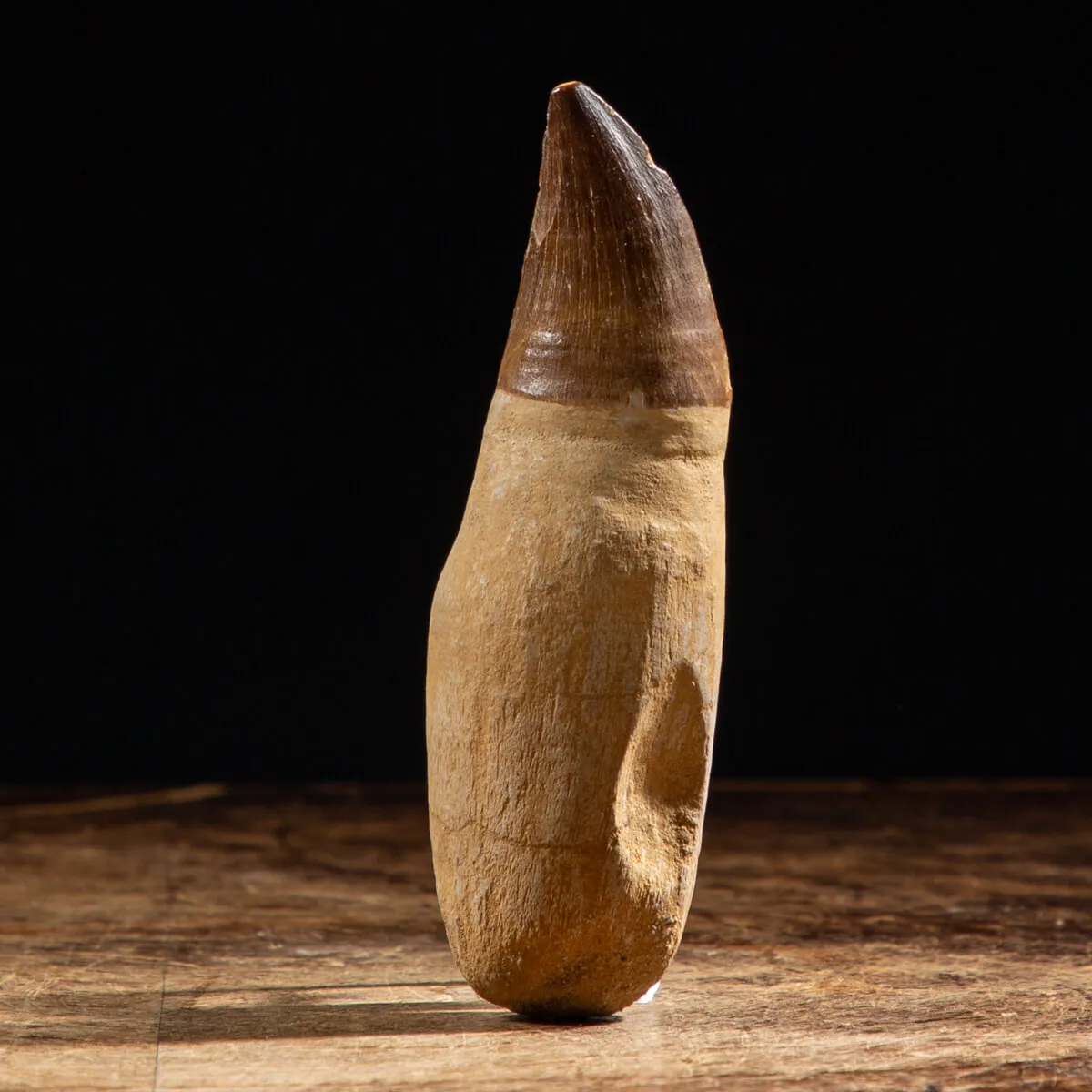 Dente Mosasaurus