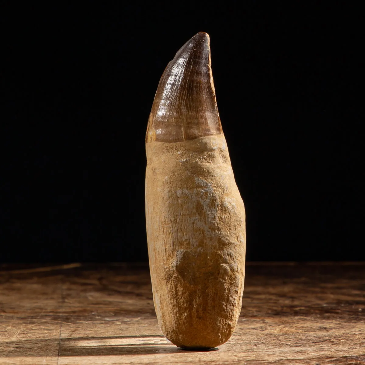 Dente Mosasaurus