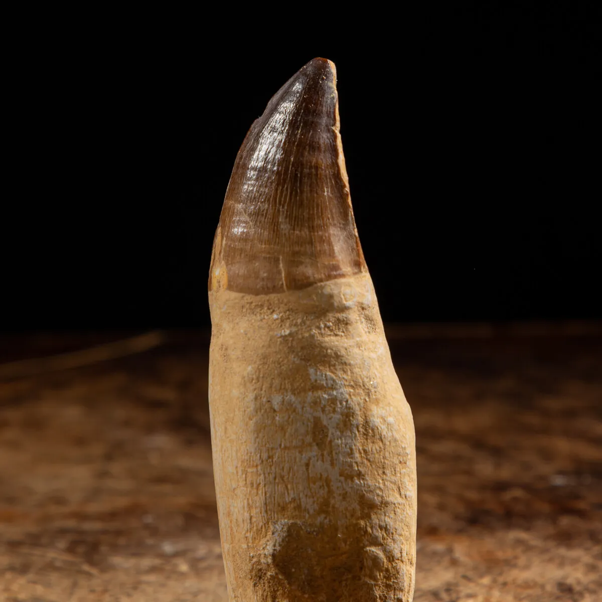 Dente Mosasaurus