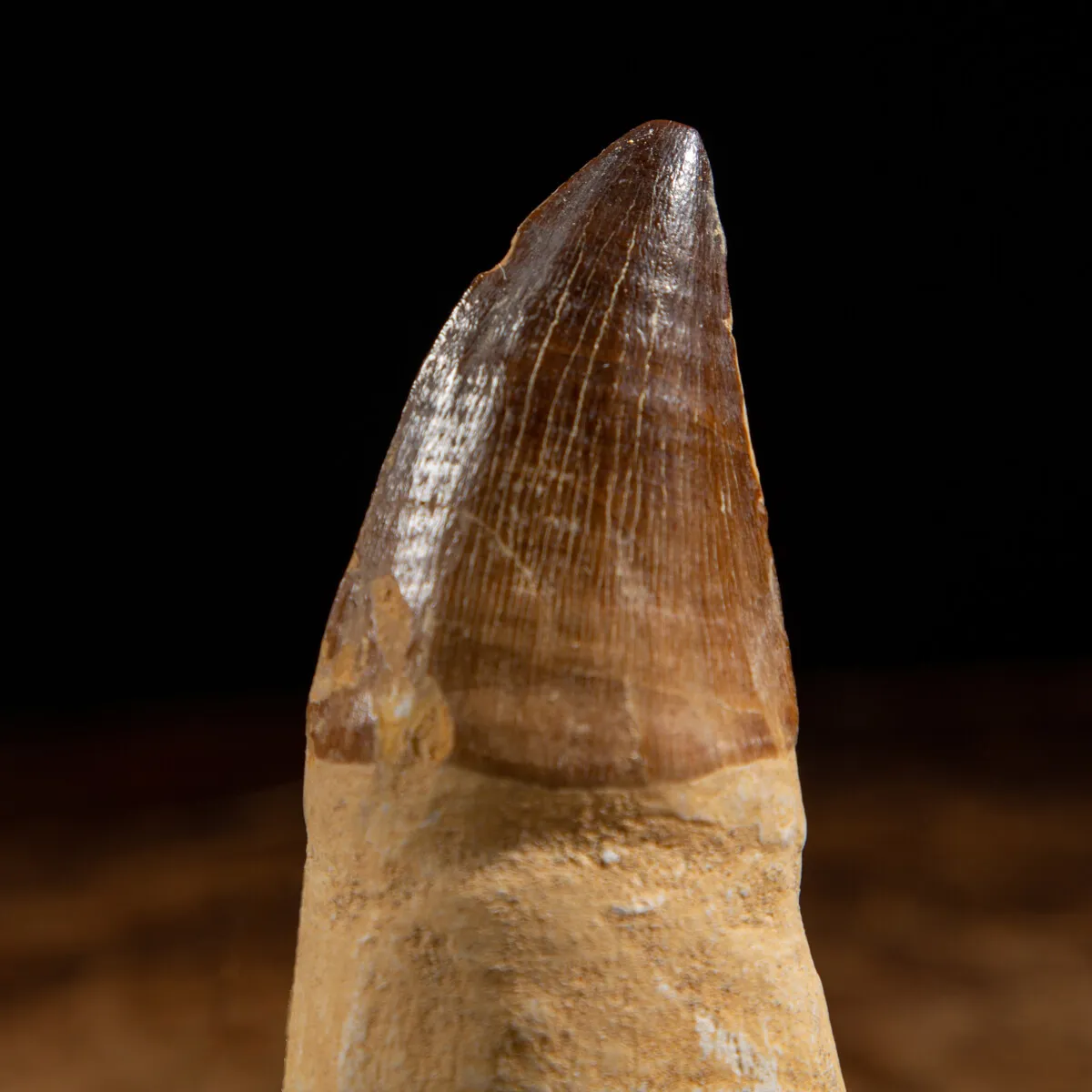Dente Mosasaurus
